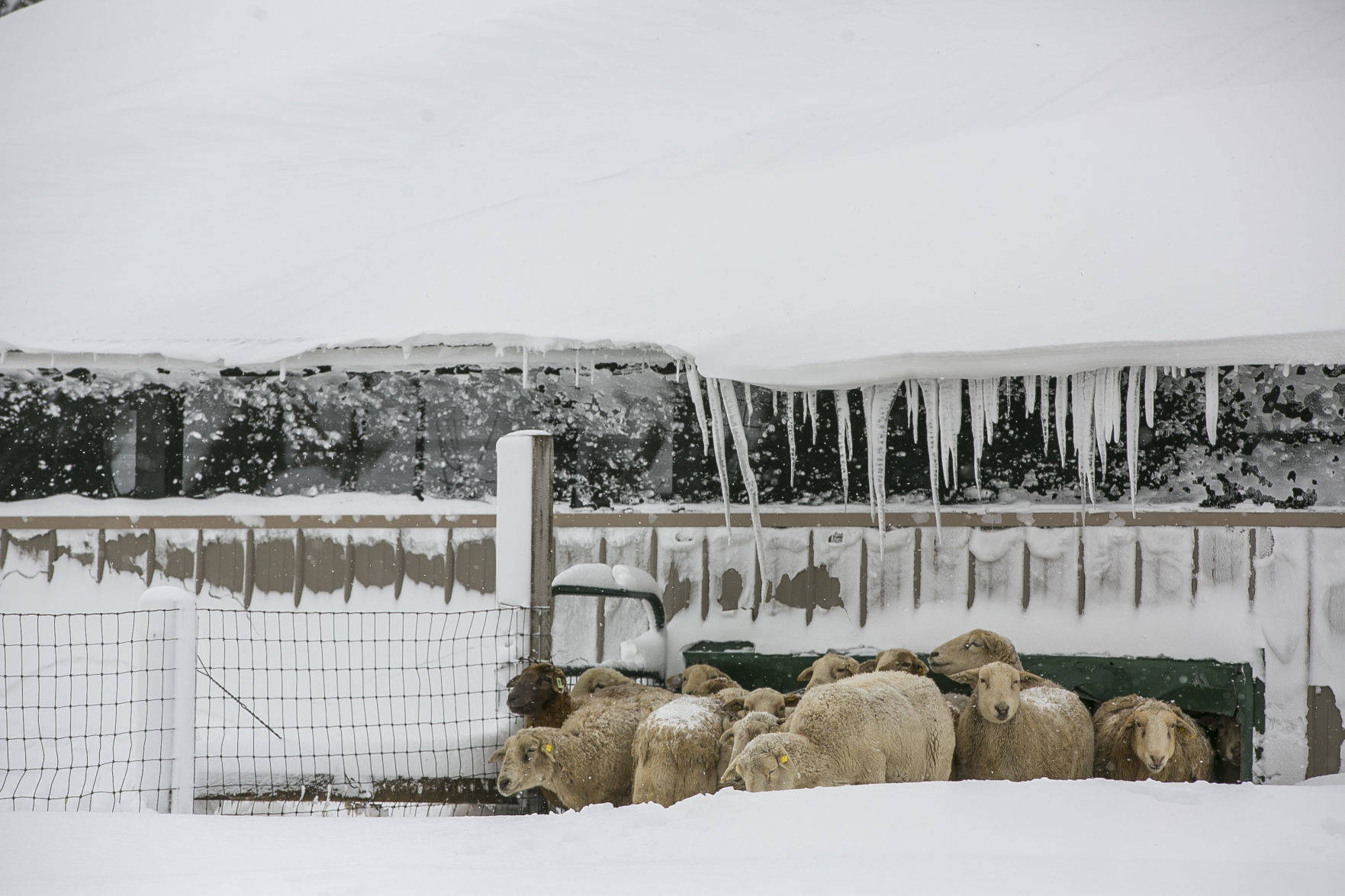 Sheep 7